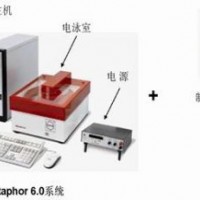 脈沖場電泳