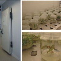 大型步入式植物生長(zhǎng)室/人工氣候室