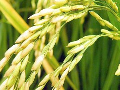 1033萬 中國(guó)水稻研究所采購(gòu)液質(zhì)聯(lián)用儀LC-MS等11套儀器設(shè)備