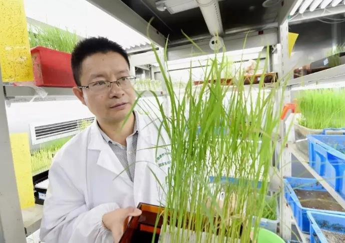 南農(nóng)國家作物種質(zhì)資源南京觀測實(shí)驗(yàn)站