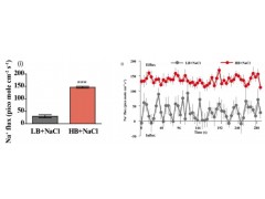 旭月公司耐鹽機(jī)制分析儀成功實(shí)現(xiàn)對(duì)植物根木質(zhì)部Na+卸載過程的檢測(cè)